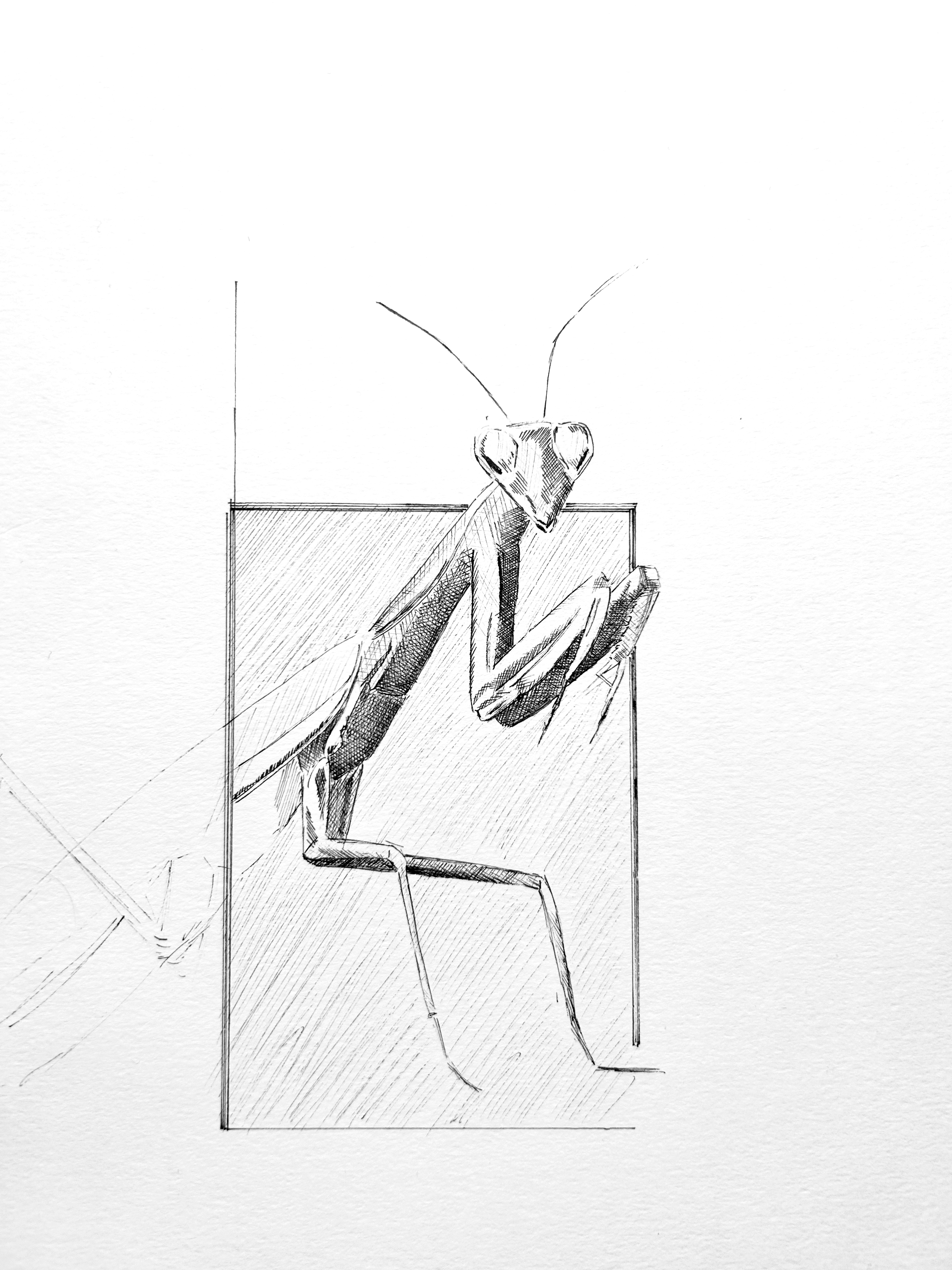 Praying Mantis 1