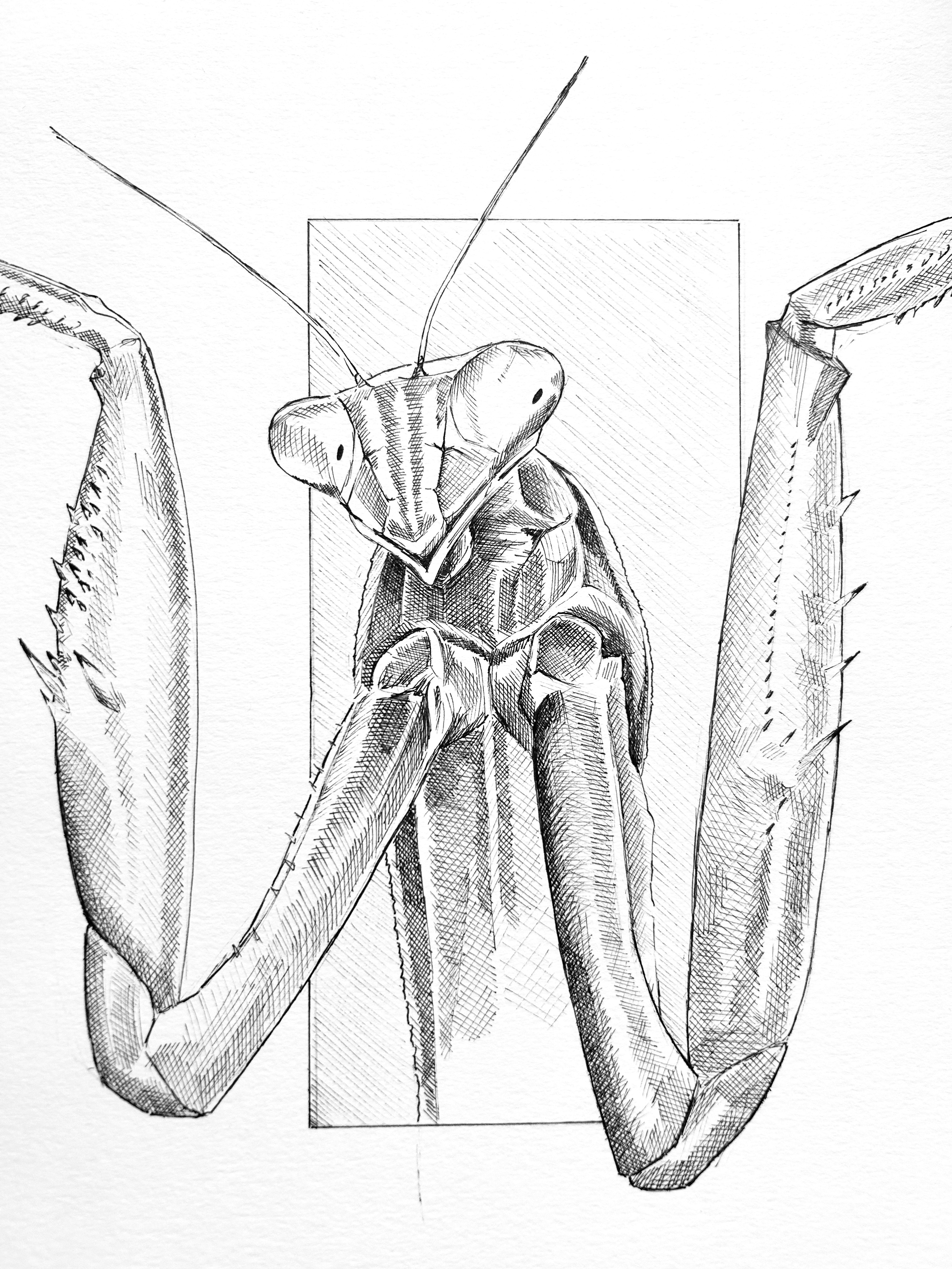 Praying Mantis 1